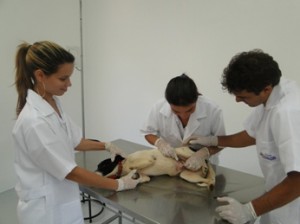 Vídeo da Apresentação do Curso de Dermatologia em Cães e Gatos