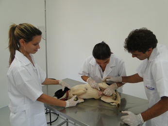 Curso de Dermatologia em Cães e Gatos