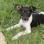 cachorro