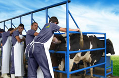 Palpação retal bovinos