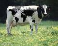 vaca produz leite materno