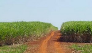 cana de açúcar hidrolizada