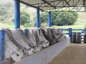 gado em confinamento