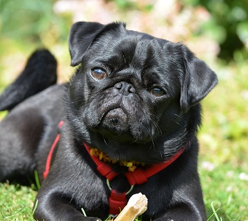 Colapso de traqueia em cães