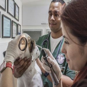 semiologia veterinária