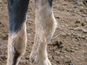Artrita encefalita caprina diagnostic diferental