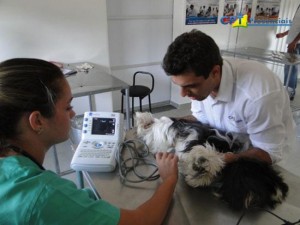 cardiologia em pequenos animais