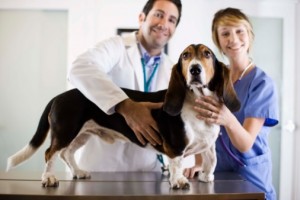 médico veterinário