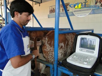 Us na reprodução bovina