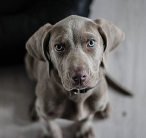 Doenças oftalmológicas em pequenos animais