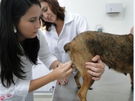 inseminação artificial de cadelas