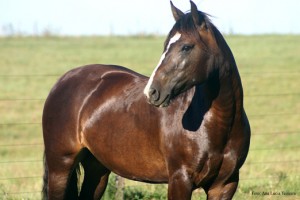 cavalo