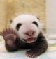 bebe panda