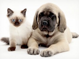 Cuidados que devem ser seguidos para que o pet faça a castração