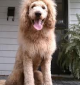 cão é confundido com leão