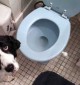 Cidade chinesa está instalando banheiro público para cachorros