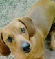 cão lion