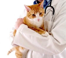 medicina felina