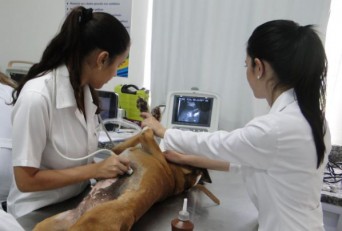 Diagnósticos gestações em cães e gatos