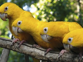 atendimento de animais silvestres