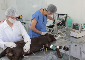 Anestesia em pequenos animais