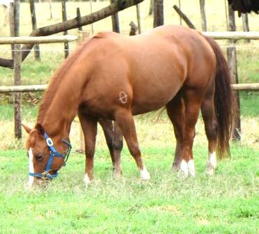 cavalo alimentando