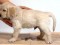 cachorro fazendo xixi