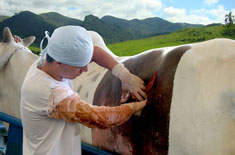 curso-de-cirurgias-em-bovinos-a-campo