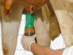 curso-de-manejo-de-ordenha-e-qualidade-de-leite-controle-de-mastite