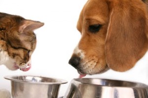 cão e gato se alimentando