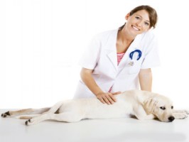 fisioterapia_para_os_pets_2_1