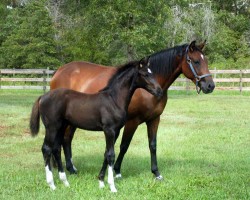 raça genetica do cavalo