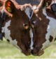 vacas em pose de MMA