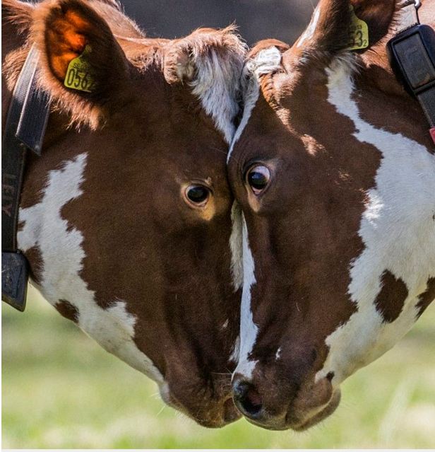 vacas em pose de MMA