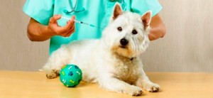 vacinação para cães