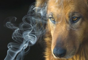 O cigarro também causa doença em cães e gatos