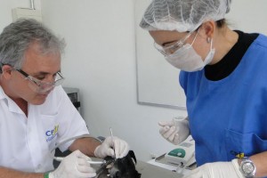 odontologia em cães