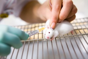 Uso de animais em testes de laboratório