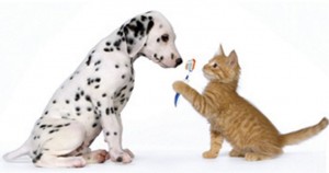 odontologia - cães e gatos
