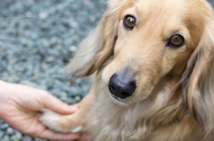 Luxação de patela em cães e a necessidade de intervenção cirúrgica