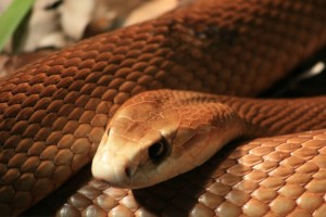 Serpentes vivem dentro de casas na Austrália