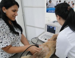 ultrassonografia em pequenos animais