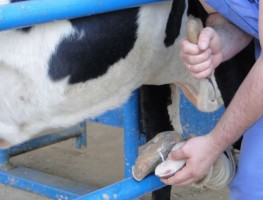 casqueamanto em bovinos de leite