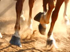 Cuidados básicos para os cascos do cavalo