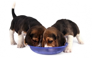 cães se alimentando