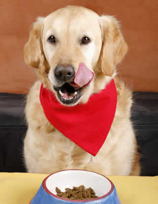 Alimentação diferenciada para cães