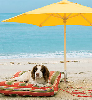 Calor também afeta os animais