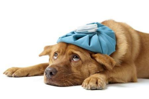 Gripe-canina_como-tratar_como-previnir