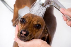 Hidratação para cães
