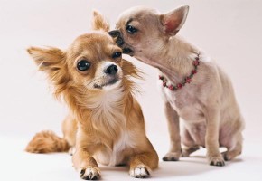 Fase sexual dos cães